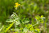 Health Embassy Greater Celandine Herb | Chelidonium Majus L | 100% Natural (50g)...