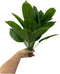 Rikyo 2 Bunches Artificial Bird of Paradise Plants 18" Permanent Leaf,Tropical Leaves Faux Strelitzia 12 Leaves Banana Tree for Potted Plant Flowe...