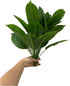 Rikyo 2 Bunches Artificial Bird of Paradise Plants 18" Permanent Leaf,Tropical Leaves Faux Strelitzia 12 Leaves Banana Tree for Potted Plant Flowe...