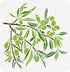 FINGERINSPIRE Olive Tree Branch Stencil for Painting 11.8x11.8 inch Reusable Olive Tree Pattern Drawing Template Plastic PET Tree Branches Paintin...