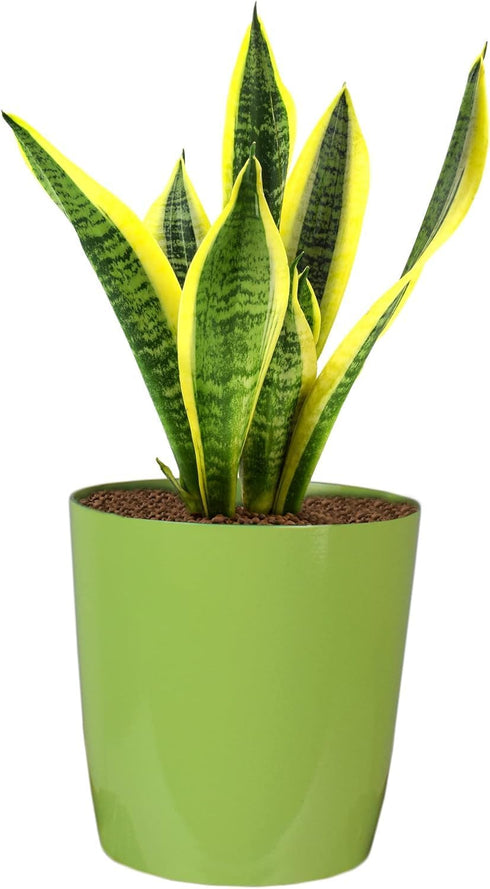The HC Companies 6 Inch Aria Round Self Watering Planter - Plastic Plant Pot for Indoor Outdoor Plants Flowers Herbs, Glossy Green...