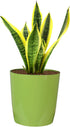 The HC Companies 6 Inch Aria Round Self Watering Planter - Plastic Plant Pot for Indoor Outdoor Plants Flowers Herbs, Glossy Green...