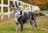 Large Dog Collar by Lupine 1" wide Ripple Creek design adjusts from 16" to 28"...