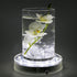LARDUX Led Light Base - 6 Inch Round Display Pedestal Light Stand Plate Flat for 3D Crystal Cube Glass Art Acrylic Statues - USB Charge or Battery...