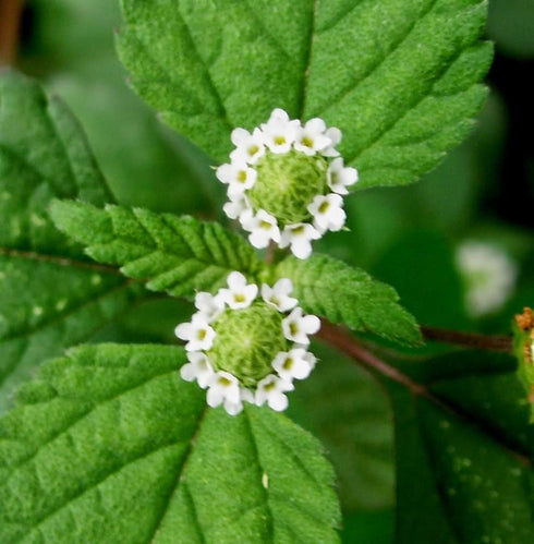 Aztec Sweet Herb Seeds (Lippia dulcis) Packet of 50 Seeds...