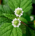 Aztec Sweet Herb Seeds (Lippia dulcis) Packet of 50 Seeds...