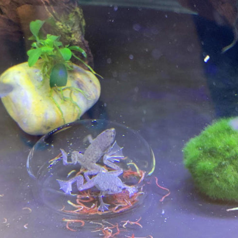 60 mm/65 mm Redondo Aquário Vidro Camarão Alimento Tigelas de Prato Reptiles Água Alimentos Prato Tigela AlimentadoraAilinda 65MM...