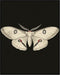 Posterizer 1 pcs-detailed delicate beautiful moth art 3-Art for Animal Lovers-Retro Art-Gift for Men Women Entrepreneur Teens School and classroo...