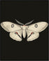 Posterizer 1 pcs-detailed delicate beautiful moth art 3-Art for Animal Lovers-Retro Art-Gift for Men Women Entrepreneur Teens School and classroo...