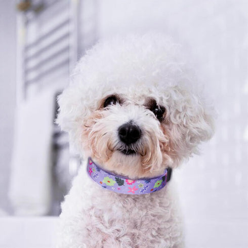 QQPETS Adjustable Soft Dog Collar: Print Flower Pink Multicolor Cute Patterns for XS Small Medium Large Pet Girl Boy Puppy Walking Running Trainin...