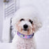 QQPETS Adjustable Soft Dog Collar: Print Flower Pink Multicolor Cute Patterns for XS Small Medium Large Pet Girl Boy Puppy Walking Running Trainin...