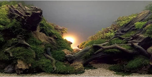 AWERT River Bed & Lake Aquarium Background Sunshine Aquatic Plant Fish Tank Background Vinyl 72x24 inches...