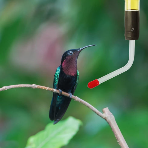 Yardwe 4 Pcs Hummingbird Feeder Tubes and Stoppers with Bb Hummingbird Feeder Replacement Parts Making Your Bird Feeders...