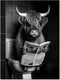 Black and White Animal Farmhouse Wall Art Highland Cow Reading Newspaper on Toilet Bowl Canvas Print Fun Art Poster for Wall Bathroom Canvas Paint...
