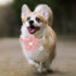 Small Dog Collar with Flower, Puppy Collar for Girl Dog Collars for Small Dogs Cute Dog Collar with Bell, Adjustable Length (Pink)...