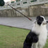 No Handle Dog Leash 3FT / 6FT, Tether Training Leash Tie Down, Dog Extension Rope Great for Exercising, Bicycle and Outdoor, Running, Walking...