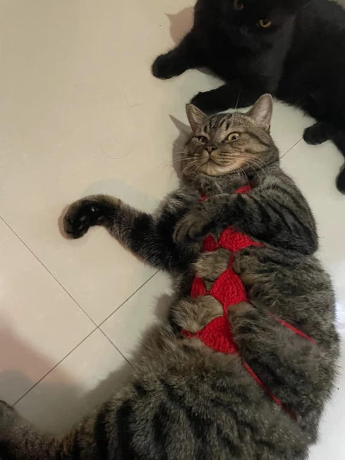 Pet Cat Bikini,Pure Handmade Cat Costume Funny Pet Clothes Small Dog Costumes Clothes(Pink, Large)...