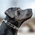 Herm Sprenger ClicLock Fastener Stainless Steel Buckle for Prong Dog Training Collar & Quick Release with Easy Buckle for Medium Large Dogs (3.0/3...