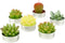 Cactus Tealight Candles, Handmade Delicate Succulent Cactus Candles? Perfect for Birthday Party ,Wedding, Spa, Home Decor)...
