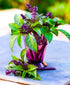Mexican Basil with Cinnamon Flavor Exotic Herb Garden Seeds for Planting 200+ Seeds...