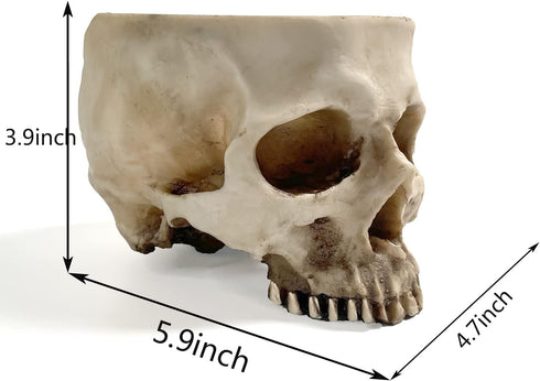 RMM Halloween Decoration Retro Human Skull Head Flower Pot Planter Bed Box Container Replica Home Bar Décor,Clear...