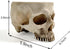 RMM Halloween Decoration Retro Human Skull Head Flower Pot Planter Bed Box Container Replica Home Bar Décor,Clear...