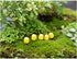 22Pcs Miniature Family Chicken,Cock,Hen,Egg,Chickens Nest Ornament Micro Landscape Fairy Garden Décor...