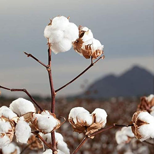 Organyc 100% Organic Cotton Rounds - Biodegradable Cotton, Chemical Free, For Sensitive Skin (70 Count) - Daily Cosmetics. Beauty and Personal Car...