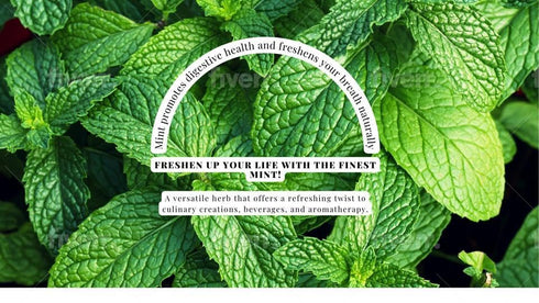 YAFA Dried mint for cooking - Dried Herbs - Dried mint leaves - Organic Spearmint Herbs loose leaf - Taste of Palestine - Loose Leaf mint dry mint...