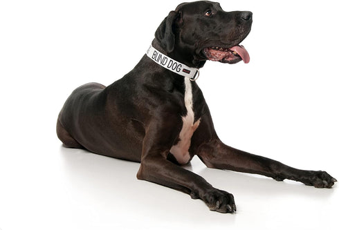 Blind Dog White Color Coded Alert Warning S-M L-XL Buckle Dog Collars (S-M Collar 10-17"Lx1"W)...