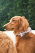 Elegant little tail Independence Day Dog Collar, American Flag Bowtie Dog Collars 4th of July American Pet Gift Adjustable Soft Puppy Collar for S...