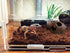 Ceramic Shelters, 2 pcs, Fish Tank Accessories, Fish House, Swim Holes Aquatic, Aquarium Cave for Freshwater and Saltwater Fish Tank, Pets to Bree...