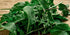 Sow Right Seeds - Arugula Seeds for Planting - Non-GMO Heirloom Seeds with Instructions to Plant a Home Vegetable Garden - Indoors, Hydroponics or...