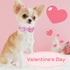 azuza Valentine's Day Dog Collar Bow tie, Lovely Pink Dog Collars with Bowtie for Medium Dogs...