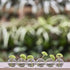 CHIVE ‘Caterpillar’ Bubble Bud Vase for Centerpieces — 6 Hole Multi Chamber Clear Glass Flower Vase for Short Flowers — Small, 10.25” Long...