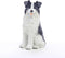 Conversation Concepts Border Collie Miniature Dog Figurine...