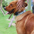 Dog Collar, Soft Adjustable Dog Collars Stylish Design and Durable Pet Collar for Small, Large, Medium Dogs...