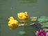 Floating Resin Duck Figurine Pond Décor Garden Lawn Patio Outdoor Statue Yellow (Set of 2)...