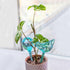 Plant Self Watering Globes - 10pcs Flower Self Watering Planter Insert, Plastic Self Watering Bulbs Auto for Plants, Garden Water Device Drippers ...