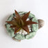 Plant Pot, Turtle Cement Flower Pot Unique Cute, Succulent Cactus Gift Planter with Drainage Hole, Decorative Novelty Planter Container...