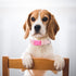 Girl Dog Collars with Daisy Patterns, Cute Pink Dog Collar for Female Dogs, Adjustable Soft Durable Pet Collars for XS Small Medium Large Dogs (L)...