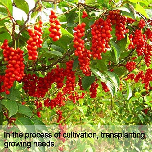 Wananfu Schisandra Berry Dried 4oz, Schizandra Berries for Tea, Wuweizi (????)...