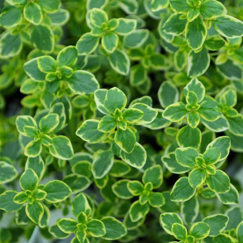 QAUZUY GARDEN 1000 Seeds Lemon Thyme Thymus Citriodorus Herb Flower Seeds Non-GMO Seeds Fast Growing & Maintain...