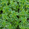 QAUZUY GARDEN 1000 Seeds Lemon Thyme Thymus Citriodorus Herb Flower Seeds Non-GMO Seeds Fast Growing & Maintain...