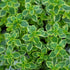 QAUZUY GARDEN 1000 Seeds Lemon Thyme Thymus Citriodorus Herb Flower Seeds Non-GMO Seeds Fast Growing & Maintain...