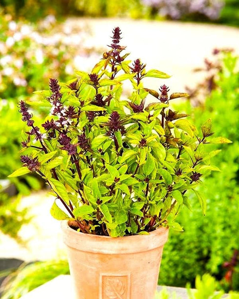 Mexican Basil with Cinnamon Flavor Exotic Herb Garden Seeds for Planting 200+ Seeds...
