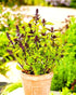 Mexican Basil with Cinnamon Flavor Exotic Herb Garden Seeds for Planting 200+ Seeds...