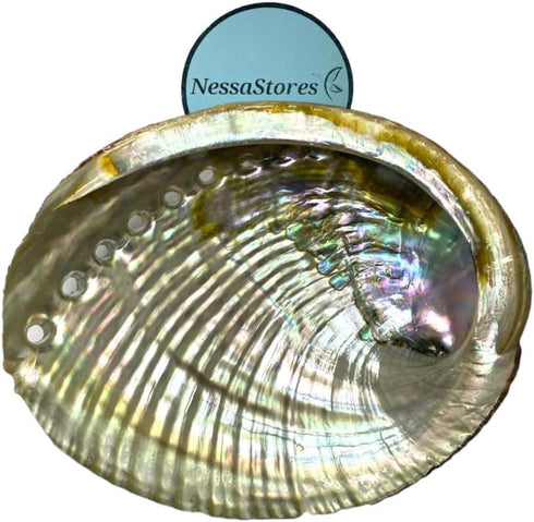 1 Abalone Shell 4 to 5 Inches | Beautiful All Natural Smudge Bowl - Perfect for Smudge Sticks, Incense Sticks and a Sage Smudge Kit. JC-011...