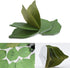 5 Packs Green Leaf-Shaped Sticky Notes Stickers Removable Self-Stick Notes Scratch Pads for Desk Office School Memos...