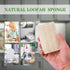 Upgrade Natural Loofah Kitchen Sponges 6 Pack, eco Friendly sponges for Dishes ,Reusable Kitchen sponges and scrubbers,luffa sponges Dish sponges ...
